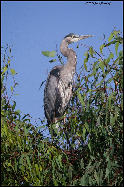 _1SB5938 great-blue heron.jpg